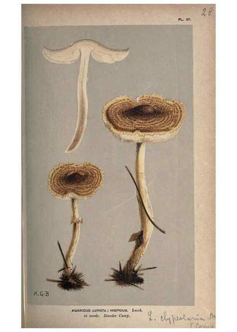 Reproducción/Reproduction 8163902538: Illustrations of British Fungi (Hymenomycetes), to serve as an atlas to the ""Handbook of British Fungi"".. LondonWilliams and Norgate1881-91
