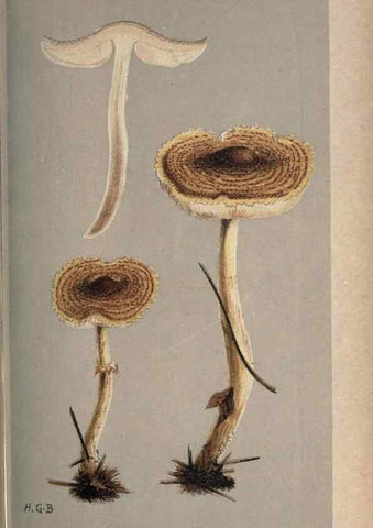 Reproducción/Reproduction 8163902538: Illustrations of British Fungi (Hymenomycetes), to serve as an atlas to the ""Handbook of British Fungi"".. LondonWilliams and Norgate1881-91