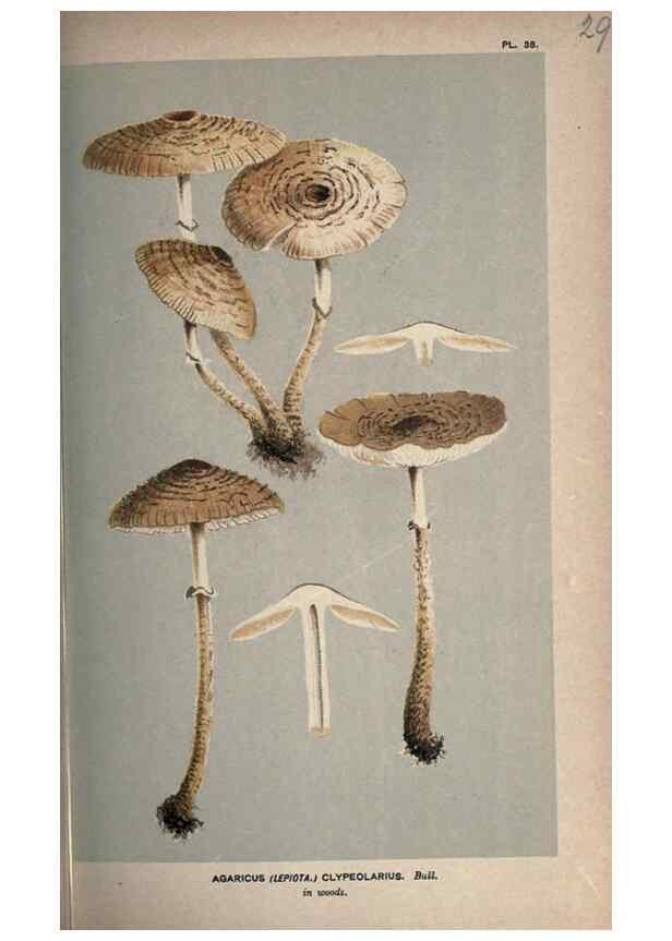 Reproducción/Reproduction 8163869925: Illustrations of British Fungi (Hymenomycetes), to serve as an atlas to the ""Handbook of British Fungi"".. LondonWilliams and Norgate1881-91