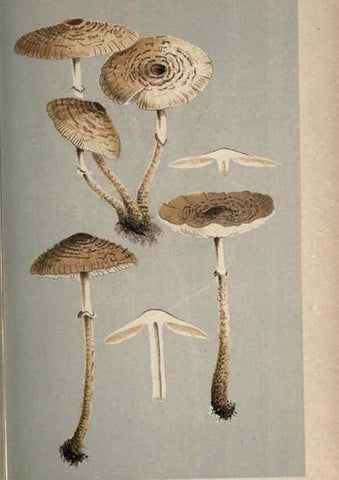 Reproducción/Reproduction 8163869925: Illustrations of British Fungi (Hymenomycetes), to serve as an atlas to the ""Handbook of British Fungi"".. LondonWilliams and Norgate1881-91