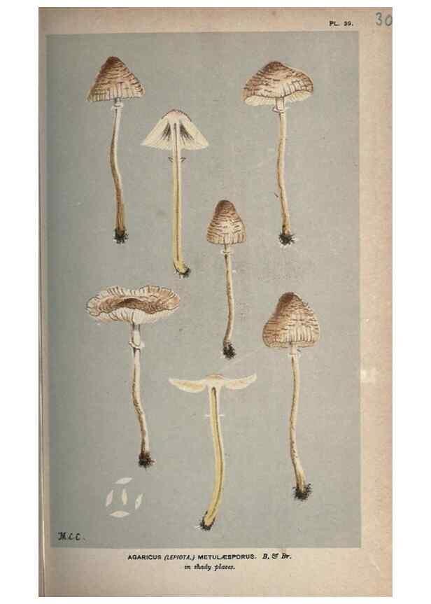 Reproducción/Reproduction 8163903446: Illustrations of British Fungi (Hymenomycetes), to serve as an atlas to the ""Handbook of British Fungi"".. LondonWilliams and Norgate1881-91