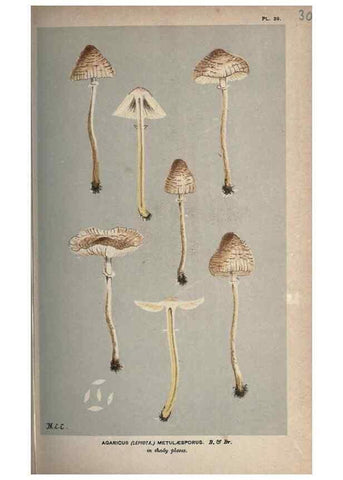 Reproducción/Reproduction 8163903446: Illustrations of British Fungi (Hymenomycetes), to serve as an atlas to the ""Handbook of British Fungi"".. LondonWilliams and Norgate1881-91