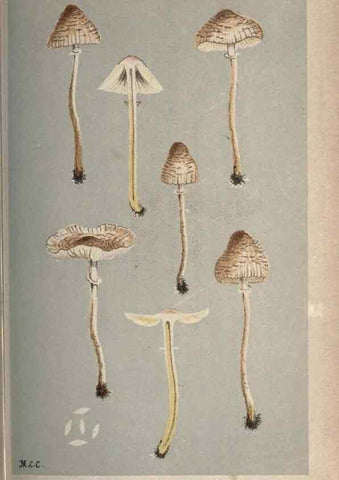 Reproducción/Reproduction 8163903446: Illustrations of British Fungi (Hymenomycetes), to serve as an atlas to the ""Handbook of British Fungi"".. LondonWilliams and Norgate1881-91