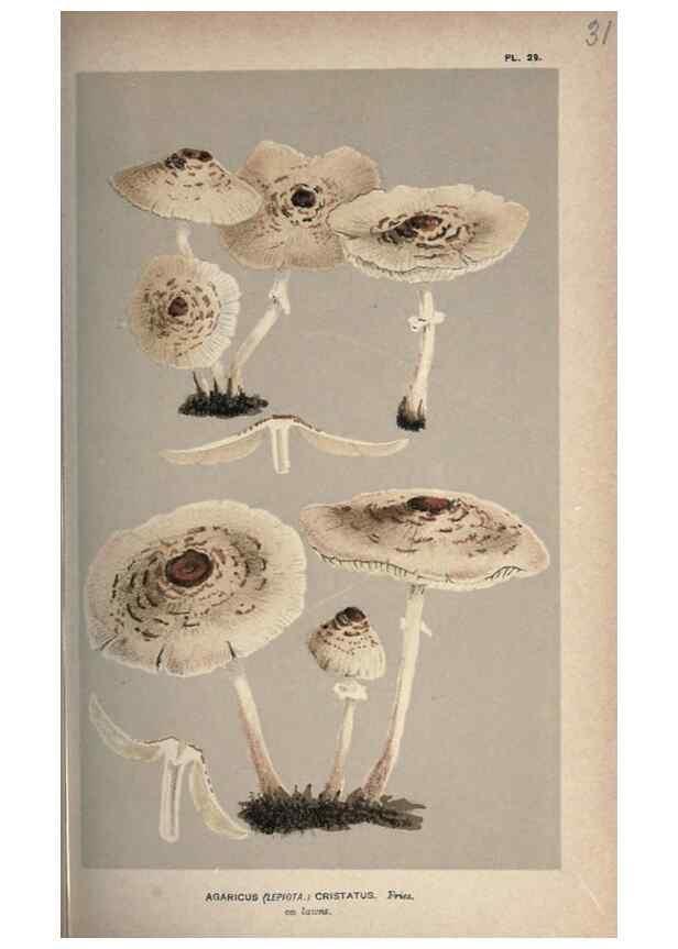Reproducción/Reproduction 8163903848: Illustrations of British Fungi (Hymenomycetes), to serve as an atlas to the ""Handbook of British Fungi"".. LondonWilliams and Norgate1881-91