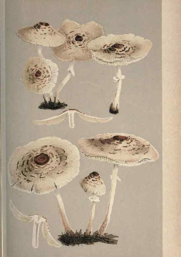 Reproducción/Reproduction 8163903848: Illustrations of British Fungi (Hymenomycetes), to serve as an atlas to the ""Handbook of British Fungi"".. LondonWilliams and Norgate1881-91