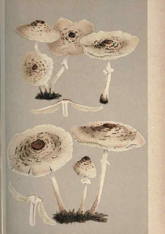 Reproducción/Reproduction 8163903848: Illustrations of British Fungi (Hymenomycetes), to serve as an atlas to the ""Handbook of British Fungi"".. LondonWilliams and Norgate1881-91