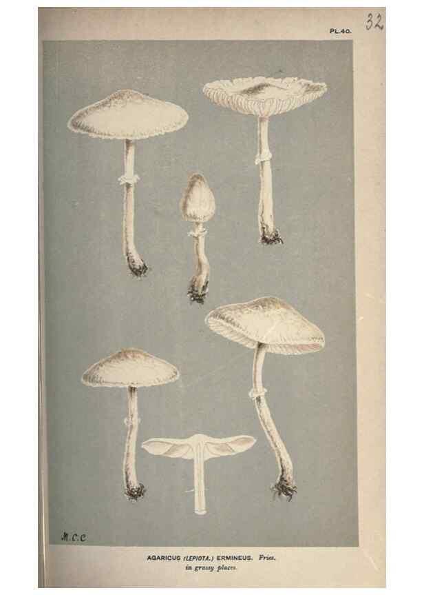Reproducción/Reproduction 8163904244: Illustrations of British Fungi (Hymenomycetes), to serve as an atlas to the ""Handbook of British Fungi"".. LondonWilliams and Norgate1881-91
