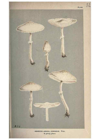 Reproducción/Reproduction 8163904244: Illustrations of British Fungi (Hymenomycetes), to serve as an atlas to the ""Handbook of British Fungi"".. LondonWilliams and Norgate1881-91