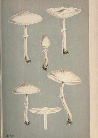 Reproducción/Reproduction 8163904244: Illustrations of British Fungi (Hymenomycetes), to serve as an atlas to the ""Handbook of British Fungi"".. LondonWilliams and Norgate1881-91