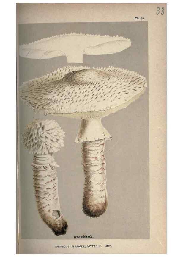 Reproducción/Reproduction 8163871475: Illustrations of British Fungi (Hymenomycetes), to serve as an atlas to the ""Handbook of British Fungi"".. LondonWilliams and Norgate1881-91