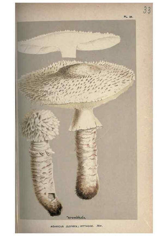 Reproducción/Reproduction 8163871475: Illustrations of British Fungi (Hymenomycetes), to serve as an atlas to the ""Handbook of British Fungi"".. LondonWilliams and Norgate1881-91