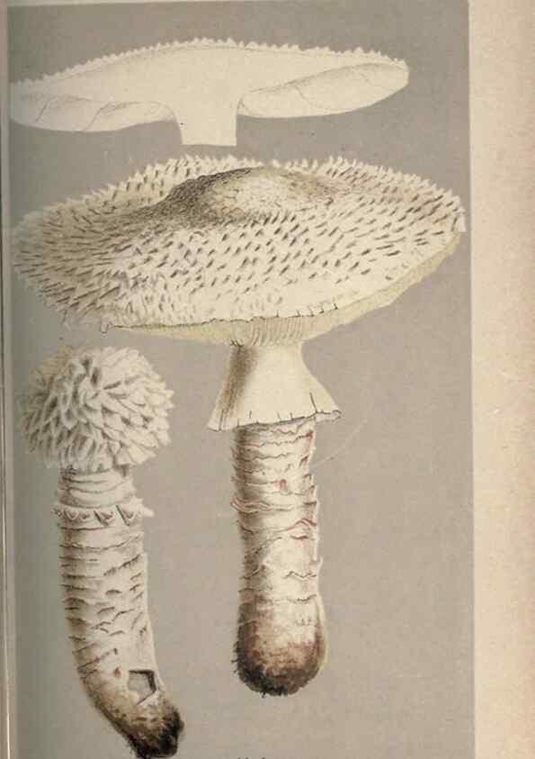 Reproducción/Reproduction 8163871475: Illustrations of British Fungi (Hymenomycetes), to serve as an atlas to the ""Handbook of British Fungi"".. LondonWilliams and Norgate1881-91