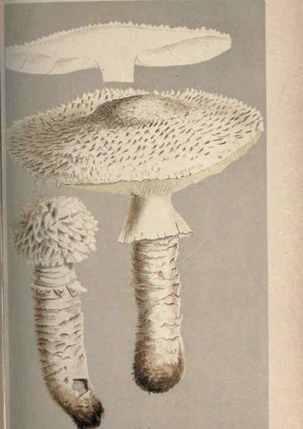 Reproducción/Reproduction 8163871475: Illustrations of British Fungi (Hymenomycetes), to serve as an atlas to the ""Handbook of British Fungi"".. LondonWilliams and Norgate1881-91