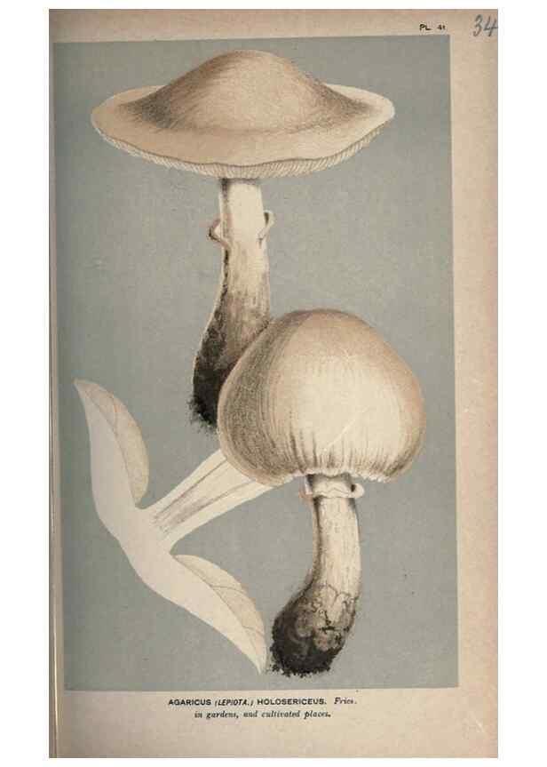 Reproducción/Reproduction 8163871897: Illustrations of British Fungi (Hymenomycetes), to serve as an atlas to the ""Handbook of British Fungi"".. LondonWilliams and Norgate1881-91