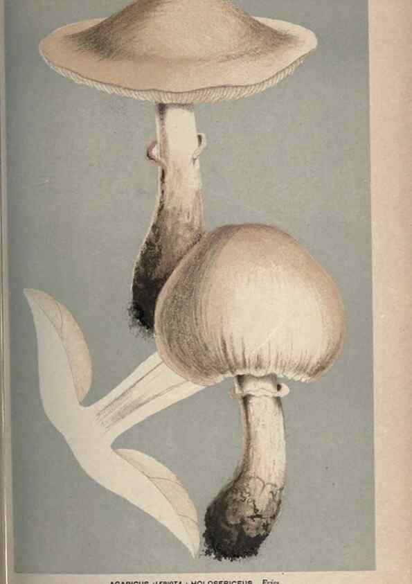 Reproducción/Reproduction 8163871897: Illustrations of British Fungi (Hymenomycetes), to serve as an atlas to the ""Handbook of British Fungi"".. LondonWilliams and Norgate1881-91