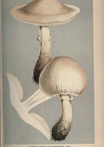 Reproducción/Reproduction 8163871897: Illustrations of British Fungi (Hymenomycetes), to serve as an atlas to the ""Handbook of British Fungi"".. LondonWilliams and Norgate1881-91