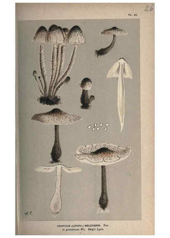 Reproducción/Reproduction 8163868727: Illustrations of British Fungi (Hymenomycetes), to serve as an atlas to the ""Handbook of British Fungi"".. LondonWilliams and Norgate1881-91