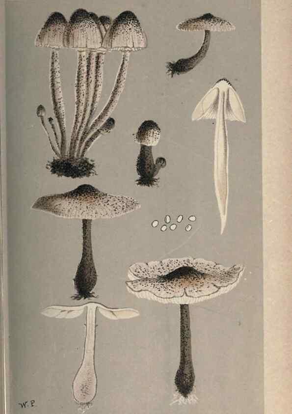 Reproducción/Reproduction 8163868727: Illustrations of British Fungi (Hymenomycetes), to serve as an atlas to the ""Handbook of British Fungi"".. LondonWilliams and Norgate1881-91