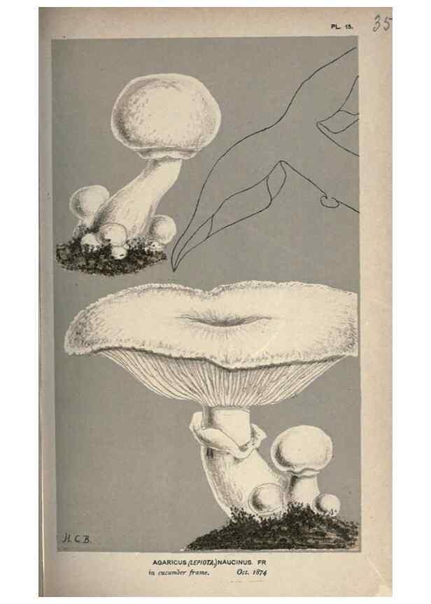 Reproducción/Reproduction 8163872347: Illustrations of British Fungi (Hymenomycetes), to serve as an atlas to the ""Handbook of British Fungi"".. LondonWilliams and Norgate1881-91