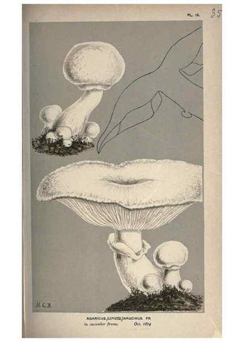 Reproducción/Reproduction 8163872347: Illustrations of British Fungi (Hymenomycetes), to serve as an atlas to the ""Handbook of British Fungi"".. LondonWilliams and Norgate1881-91