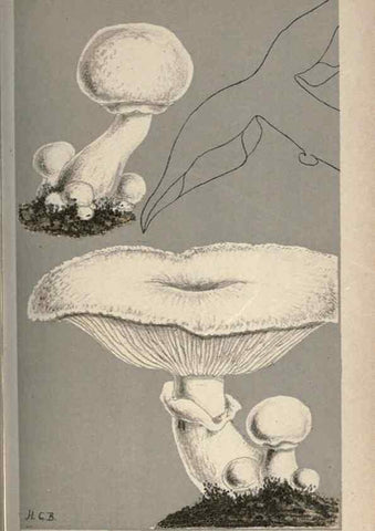 Reproducción/Reproduction 8163872347: Illustrations of British Fungi (Hymenomycetes), to serve as an atlas to the ""Handbook of British Fungi"".. LondonWilliams and Norgate1881-91