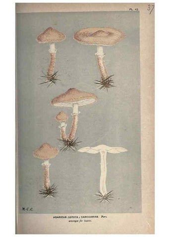 Reproducción/Reproduction 8163874003: Illustrations of British Fungi (Hymenomycetes), to serve as an atlas to the ""Handbook of British Fungi"".. LondonWilliams and Norgate1881-91