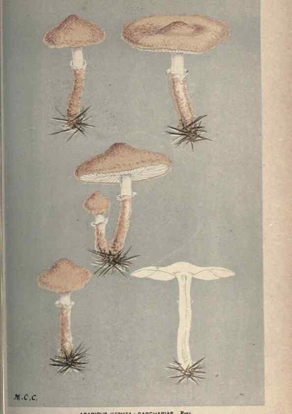 Reproducción/Reproduction 8163874003: Illustrations of British Fungi (Hymenomycetes), to serve as an atlas to the ""Handbook of British Fungi"".. LondonWilliams and Norgate1881-91