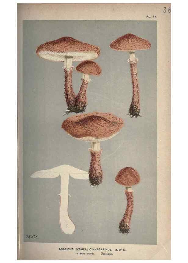 Reproducción/Reproduction 8163907552: Illustrations of British Fungi (Hymenomycetes), to serve as an atlas to the ""Handbook of British Fungi"".. LondonWilliams and Norgate1881-91