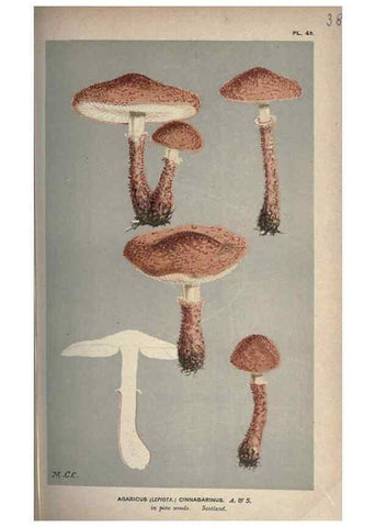 Reproducción/Reproduction 8163907552: Illustrations of British Fungi (Hymenomycetes), to serve as an atlas to the ""Handbook of British Fungi"".. LondonWilliams and Norgate1881-91