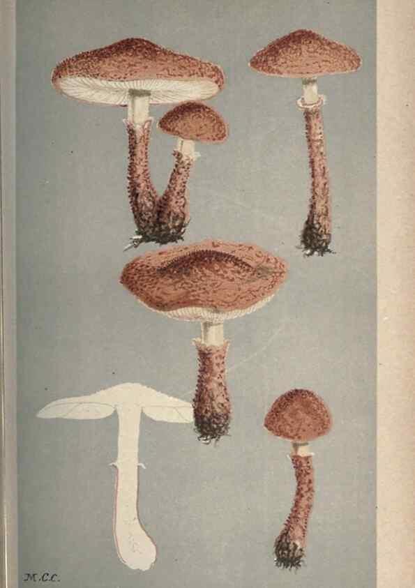 Reproducción/Reproduction 8163907552: Illustrations of British Fungi (Hymenomycetes), to serve as an atlas to the ""Handbook of British Fungi"".. LondonWilliams and Norgate1881-91