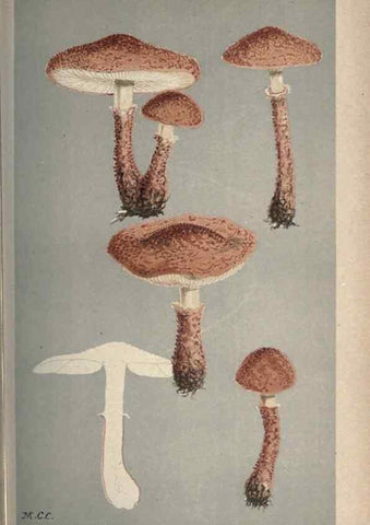 Reproducción/Reproduction 8163907552: Illustrations of British Fungi (Hymenomycetes), to serve as an atlas to the ""Handbook of British Fungi"".. LondonWilliams and Norgate1881-91