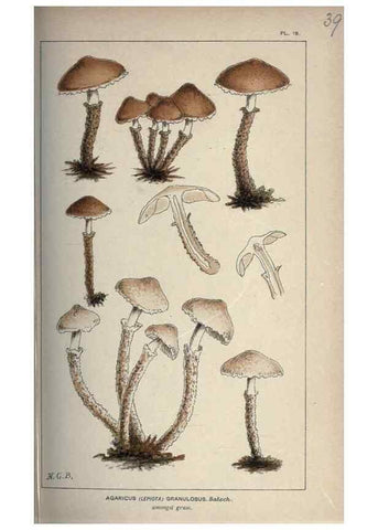 Reproducción/Reproduction 8163874815: Illustrations of British Fungi (Hymenomycetes), to serve as an atlas to the ""Handbook of British Fungi"".. LondonWilliams and Norgate1881-91