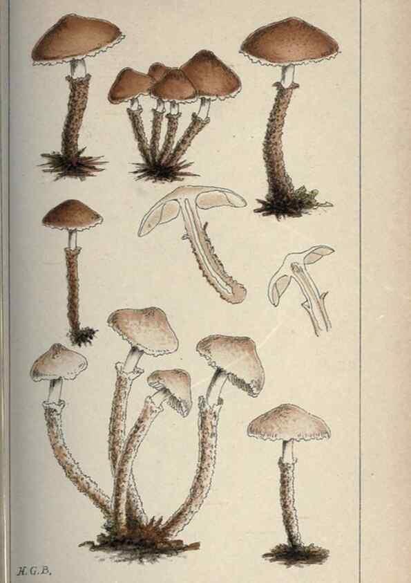 Reproducción/Reproduction 8163874815: Illustrations of British Fungi (Hymenomycetes), to serve as an atlas to the ""Handbook of British Fungi"".. LondonWilliams and Norgate1881-91