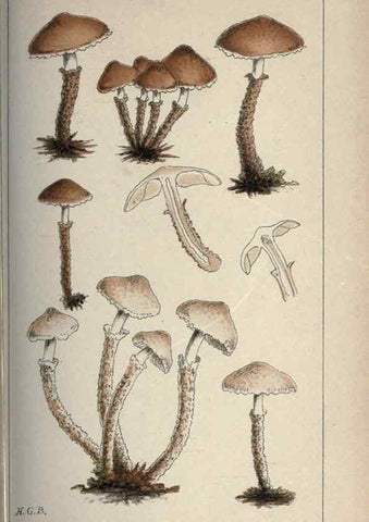 Reproducción/Reproduction 8163874815: Illustrations of British Fungi (Hymenomycetes), to serve as an atlas to the ""Handbook of British Fungi"".. LondonWilliams and Norgate1881-91