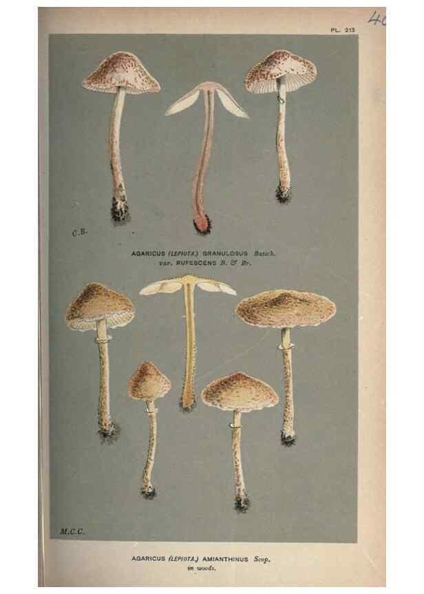 Reproducción/Reproduction 8163908330: Illustrations of British Fungi (Hymenomycetes), to serve as an atlas to the ""Handbook of British Fungi"".. LondonWilliams and Norgate1881-91