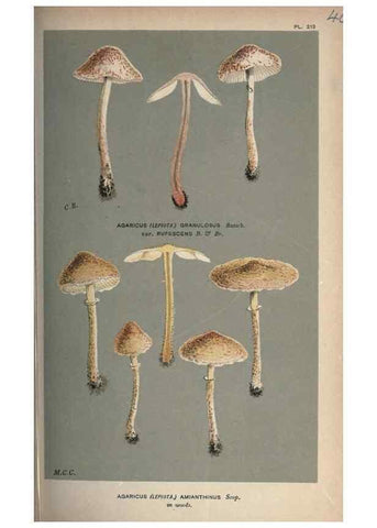Reproducción/Reproduction 8163908330: Illustrations of British Fungi (Hymenomycetes), to serve as an atlas to the ""Handbook of British Fungi"".. LondonWilliams and Norgate1881-91