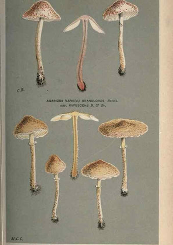 Reproducción/Reproduction 8163908330: Illustrations of British Fungi (Hymenomycetes), to serve as an atlas to the ""Handbook of British Fungi"".. LondonWilliams and Norgate1881-91