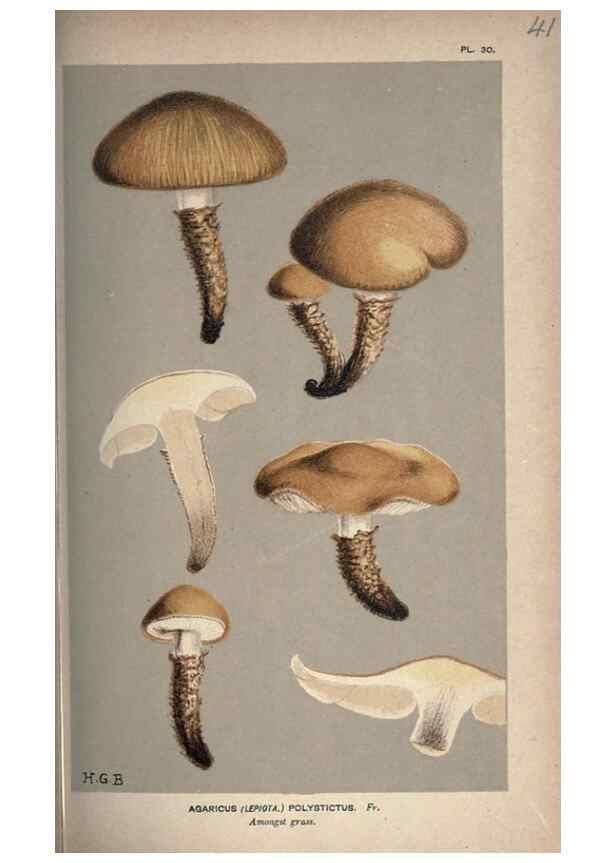 Reproducción/Reproduction 8163875595: Illustrations of British Fungi (Hymenomycetes), to serve as an atlas to the ""Handbook of British Fungi"".. LondonWilliams and Norgate1881-91