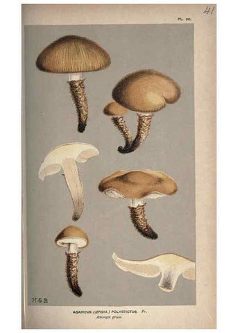 Reproducción/Reproduction 8163875595: Illustrations of British Fungi (Hymenomycetes), to serve as an atlas to the ""Handbook of British Fungi"".. LondonWilliams and Norgate1881-91