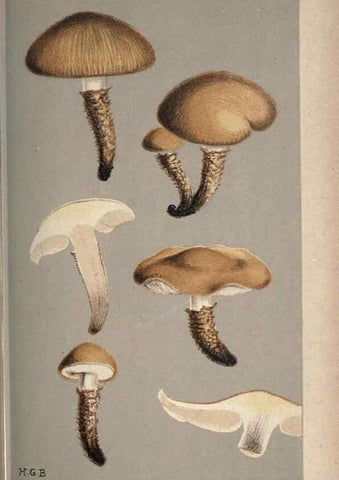 Reproducción/Reproduction 8163875595: Illustrations of British Fungi (Hymenomycetes), to serve as an atlas to the ""Handbook of British Fungi"".. LondonWilliams and Norgate1881-91