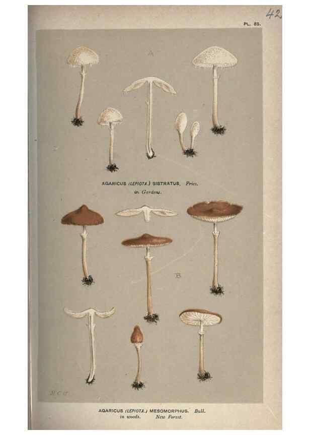Reproducción/Reproduction 8163876035: Illustrations of British Fungi (Hymenomycetes), to serve as an atlas to the ""Handbook of British Fungi"".. LondonWilliams and Norgate1881-91