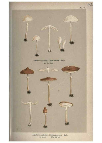 Reproducción/Reproduction 8163876035: Illustrations of British Fungi (Hymenomycetes), to serve as an atlas to the ""Handbook of British Fungi"".. LondonWilliams and Norgate1881-91