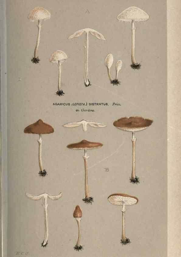 Reproducción/Reproduction 8163876035: Illustrations of British Fungi (Hymenomycetes), to serve as an atlas to the ""Handbook of British Fungi"".. LondonWilliams and Norgate1881-91