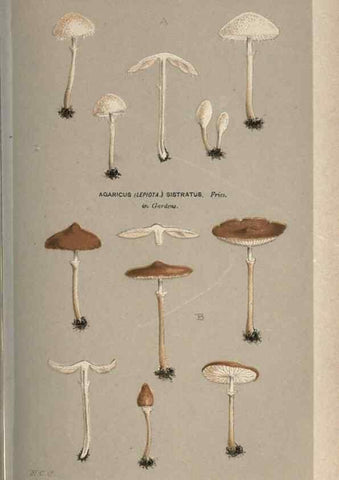 Reproducción/Reproduction 8163876035: Illustrations of British Fungi (Hymenomycetes), to serve as an atlas to the ""Handbook of British Fungi"".. LondonWilliams and Norgate1881-91