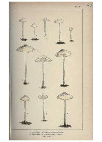 Reproducción/Reproduction 8163876489: Illustrations of British Fungi (Hymenomycetes), to serve as an atlas to the ""Handbook of British Fungi"".. LondonWilliams and Norgate1881-91