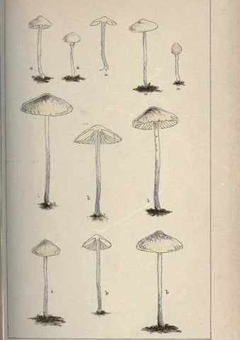 Reproducción/Reproduction 8163876489: Illustrations of British Fungi (Hymenomycetes), to serve as an atlas to the ""Handbook of British Fungi"".. LondonWilliams and Norgate1881-91