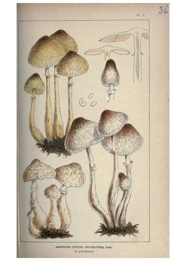 Reproducción/Reproduction 8163872779: Illustrations of British Fungi (Hymenomycetes), to serve as an atlas to the ""Handbook of British Fungi"".. LondonWilliams and Norgate1881-91