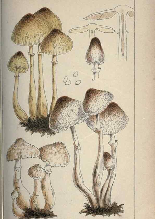 Reproducción/Reproduction 8163872779: Illustrations of British Fungi (Hymenomycetes), to serve as an atlas to the ""Handbook of British Fungi"".. LondonWilliams and Norgate1881-91