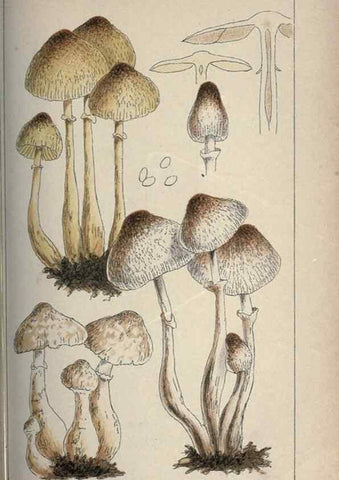 Reproducción/Reproduction 8163872779: Illustrations of British Fungi (Hymenomycetes), to serve as an atlas to the ""Handbook of British Fungi"".. LondonWilliams and Norgate1881-91