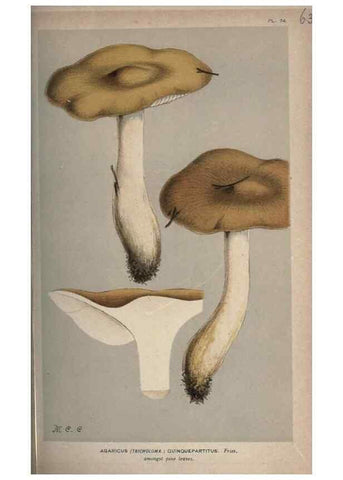 Reproducción/Reproduction 8163885551: Illustrations of British Fungi (Hymenomycetes), to serve as an atlas to the ""Handbook of British Fungi"".. LondonWilliams and Norgate1881-91